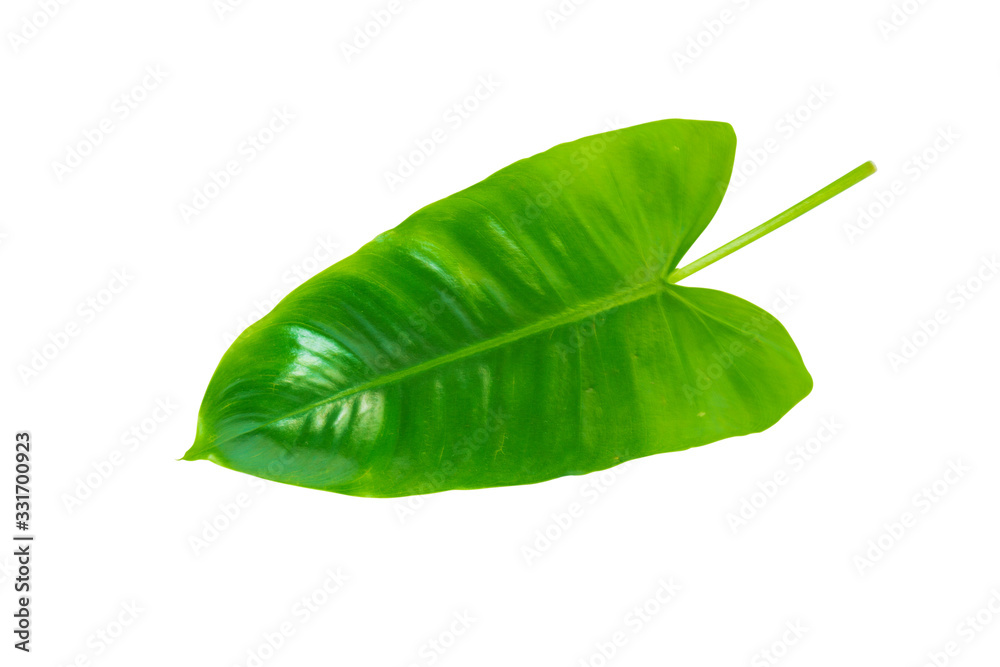 Fototapeta premium Tropical green leaf isolated on white background, with clipping path.