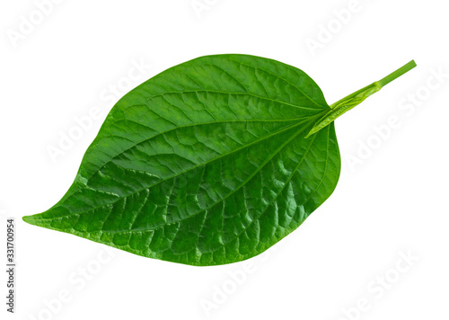 Tropical green leaf Wild Betel Leafbush isolated on white background  with clipping path.