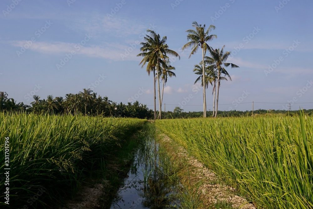 palm trees on the field
