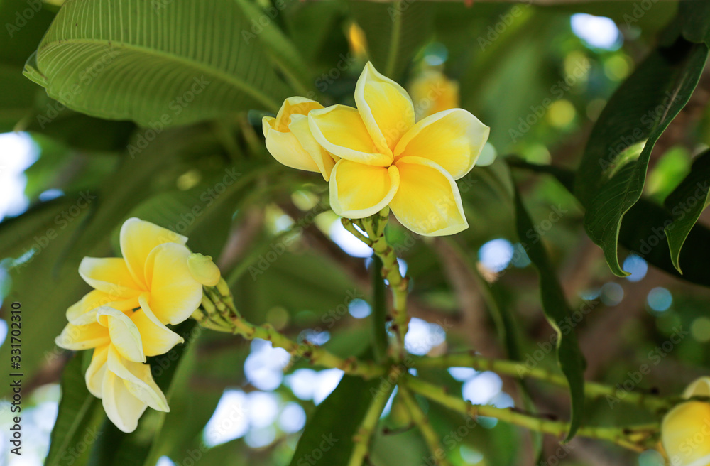 Thai Frangipani flowers on green leaf background. Thai Frangipani flowers on green leaf background.
