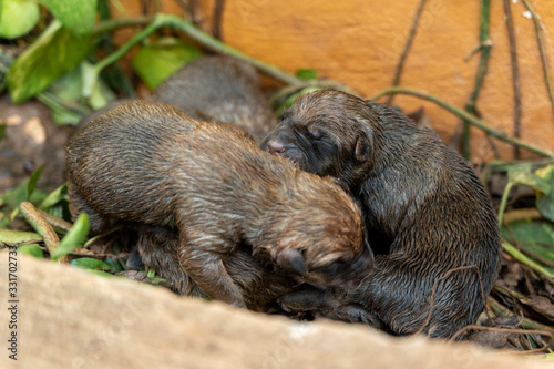 A litter of newborn puppies huddle together in a patch of dirt near a garden