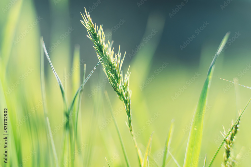 photo of closeup summer or spring green grass on meadow photo of closeup summer or spring green grass on meadow