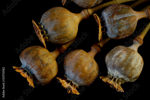 Foto flores de Adormidera o amapola del opio seca sobre fondo negro drogas opiaceas e