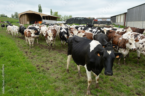 Troupeau de vaches empruntant le chemin de la traite...Race normande et prim holstein.