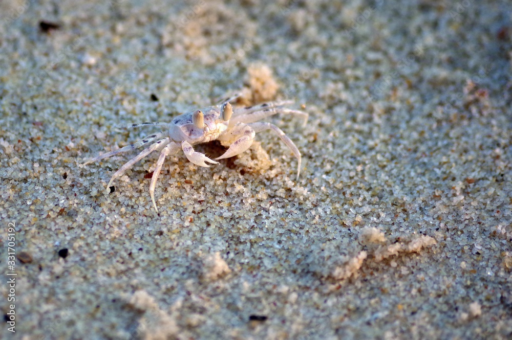 Little crab ashore basked in the sun Little crab ashore basked in the sun