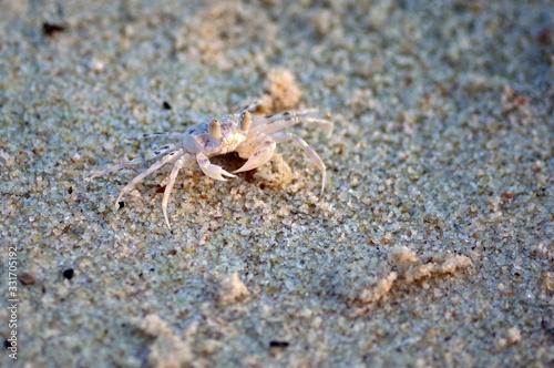 Little crab ashore basked in the sun