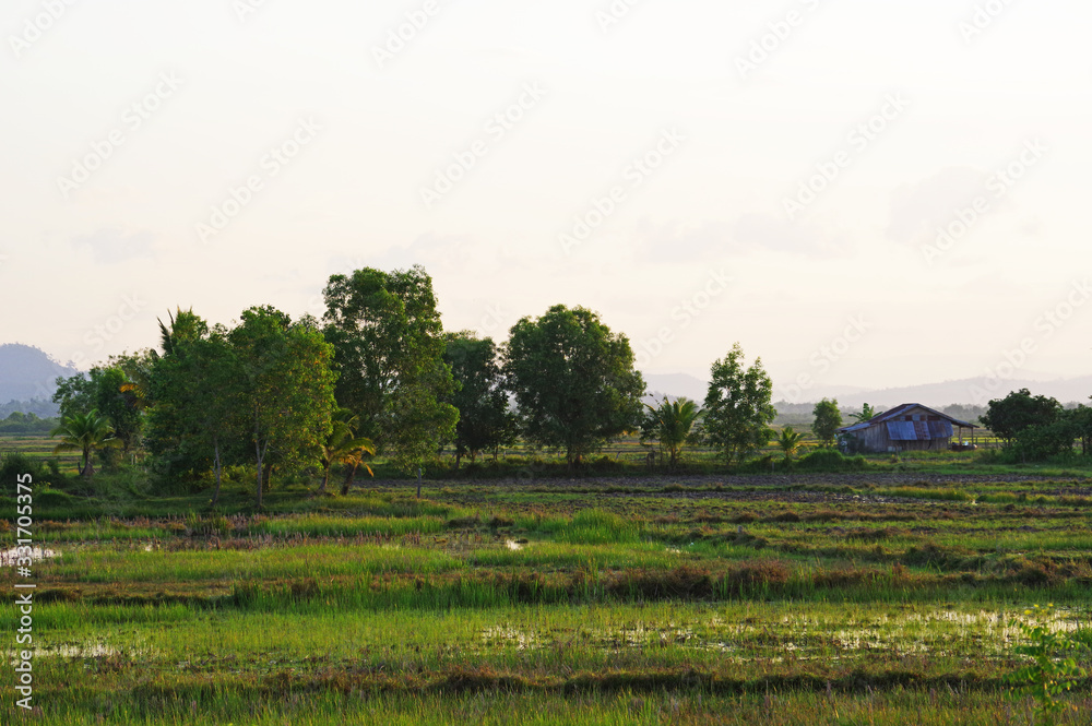 Paddy fields and old farmhouse