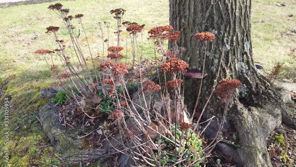 Group of dead brown flowers on a bush near a tree on a lawn is shaking in the wind Group of dead brown flowers on a bush near a tree on a lawn is shaking in the wind