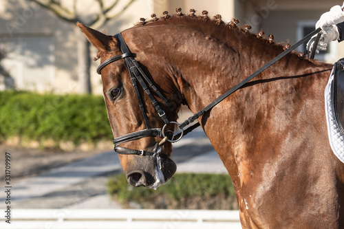 Face portrait of a hanoverian horse in a dressage competition © Azahara