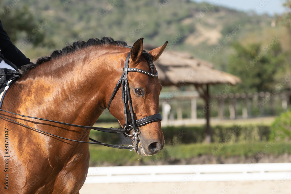 Face portrait of a bay spanish horse in a dressage competition Face portrait of a bay spanish horse in a dressage competition