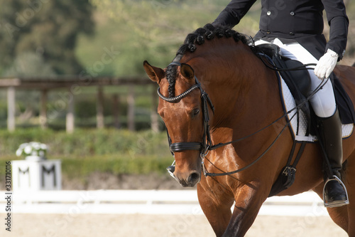 Face portrait of a bay spanish horse in a dressage competition