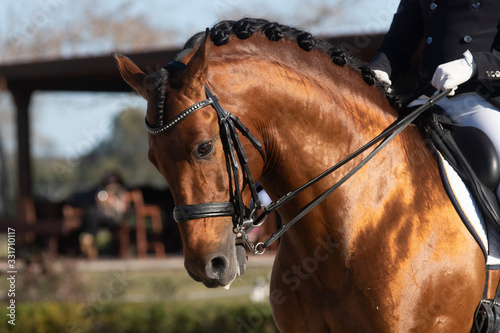 Face portrait of a bay spanish horse in a dressage competition
