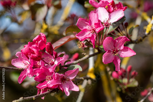 Blooming flowers of Malus × moerlandsii Liset