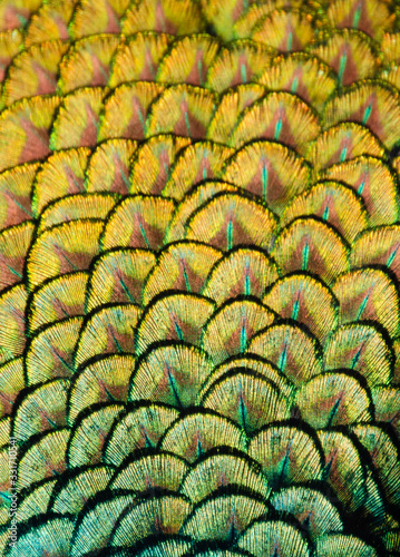 colored feathers of a peacock bird photo