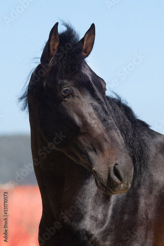 Face portrait of a young spanish horse stallion