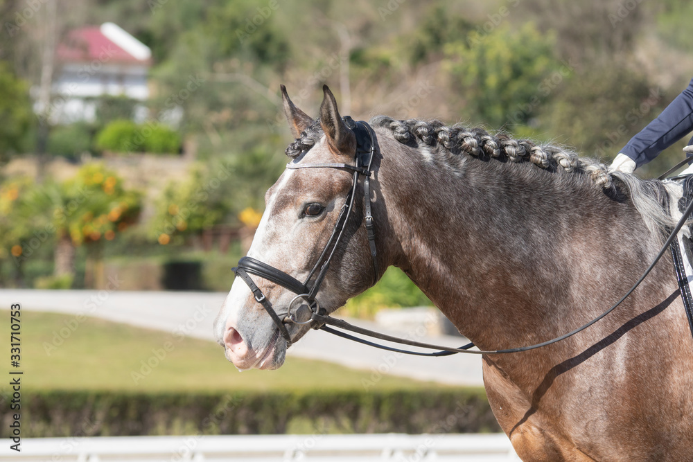 Obraz premium Face portrait of a young lusitano horse in a dressage competition