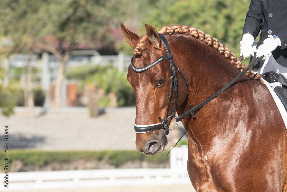 Face portrait of a spanish horse in a dressage competition Face portrait of a spanish horse in a dressage competition