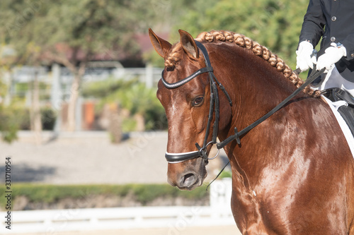 Face portrait of a spanish horse in a dressage competition © Azahara