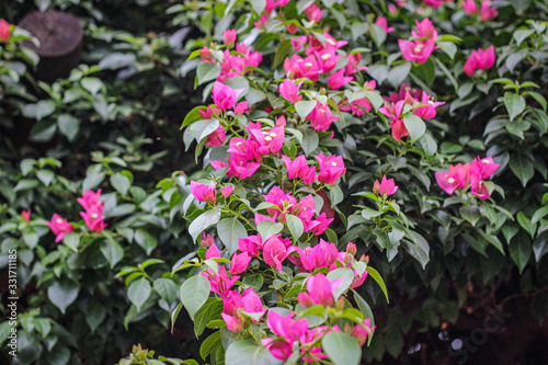 pink flowers in the garden © Marcos