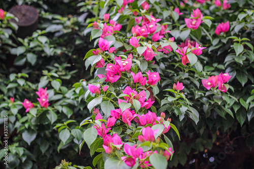 pink flowers in the garden