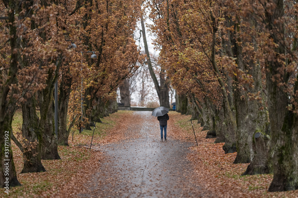 Paseo lluvioso por el parque en otoño Paseo lluvioso por el parque en otoño