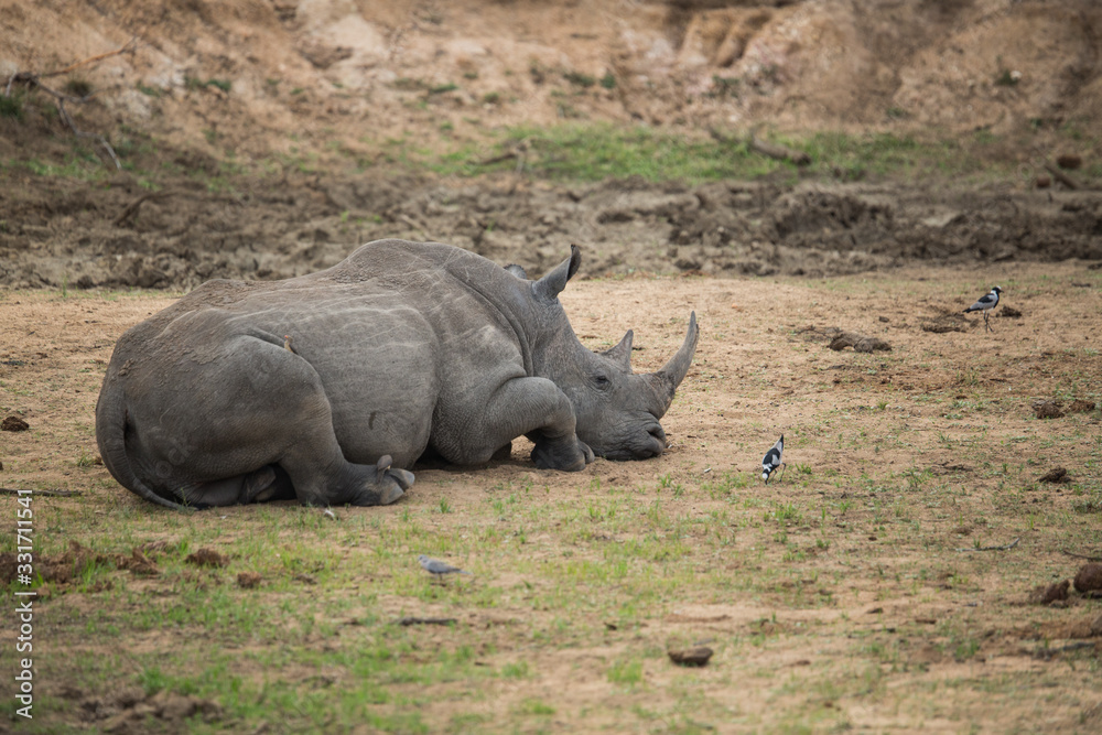 Fototapeta premium Rhino relaxing at a waterhole whilst an elephant quenches its thirst