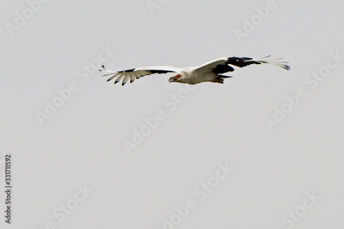 Palm-nut Vulture (Gypohierax angolensis) adult in flight, Gambia.