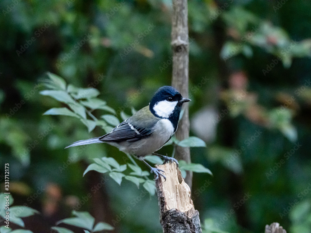 Japanese tit perched on broken tree trunk
