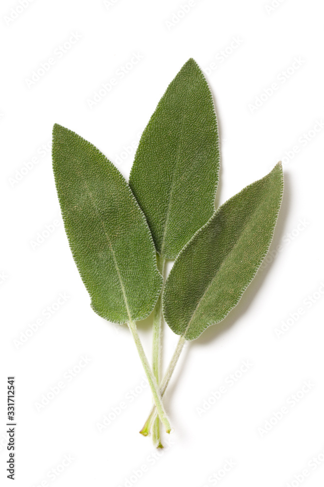 Obraz premium Salvia Leaves on White
