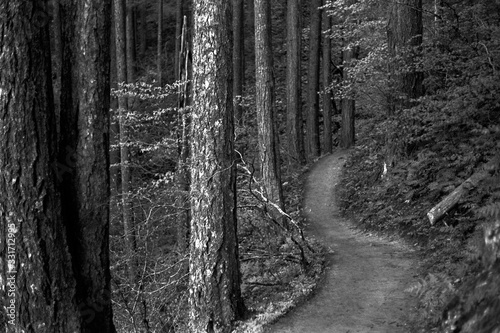 Fototapeta Naklejka Na Ścianę i Meble -  A path in the forest