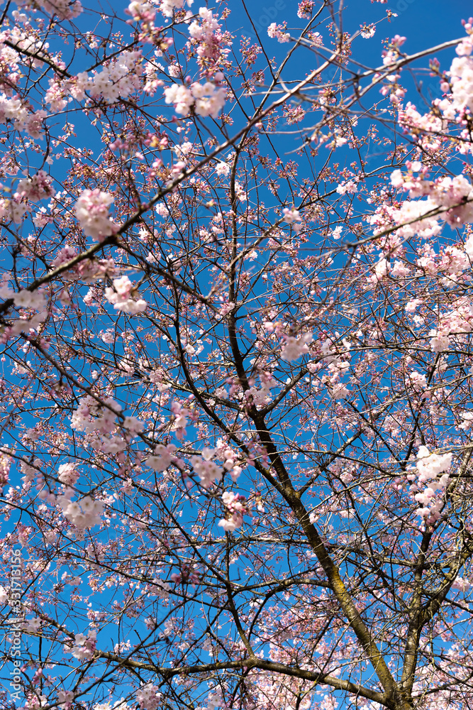 cherry tree blossom against blue sky