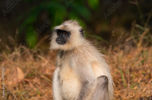 A Hanuman langur feeding on leaves inside Pench tiger reserve during a wildlife safari