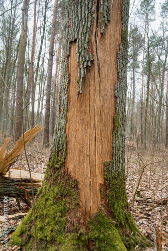 Foto Broken old oak tree trunk