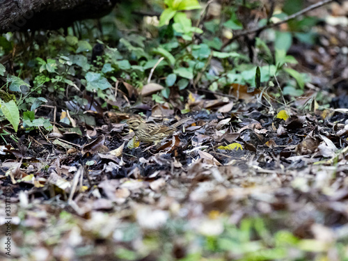 black-faced bunting on a forest floor 1