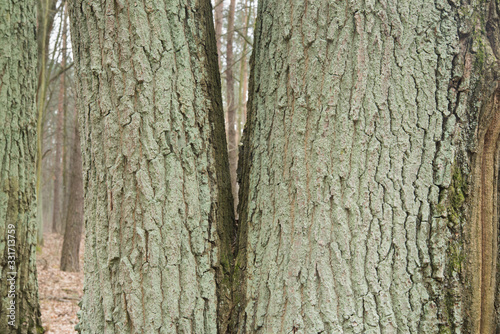 Fototapeta Naklejka Na Ścianę i Meble -  mossy oak tree trunks in forest