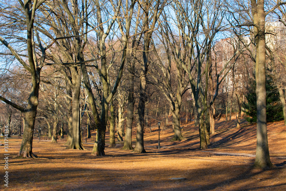 Fototapeta premium Riverside Park with Trees and Colorful Leaves in Morningside Heights of New York City