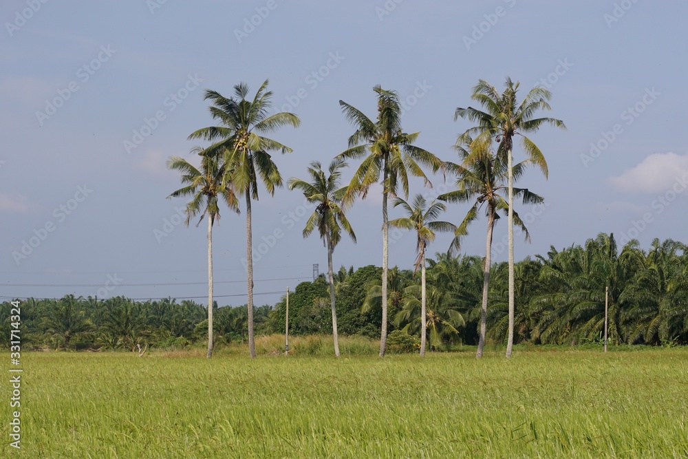 palm trees on the beach palm trees on the beach
