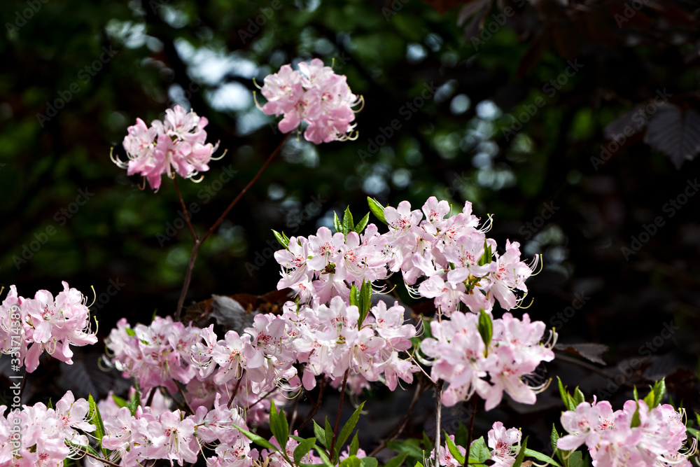 Beauty rhododendron flowers on black background Beauty rhododendron flowers on black background
