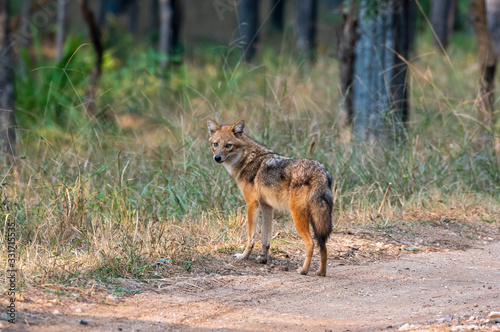 A golden Jackal relaxing inside Pench tiger reserve in Madhya Pradesh during a wildlife safari