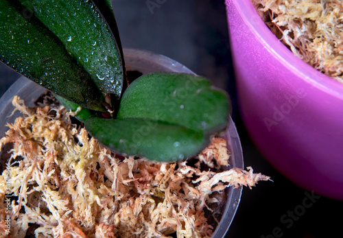 Dried sphagnum moss in a pot with orchid photo