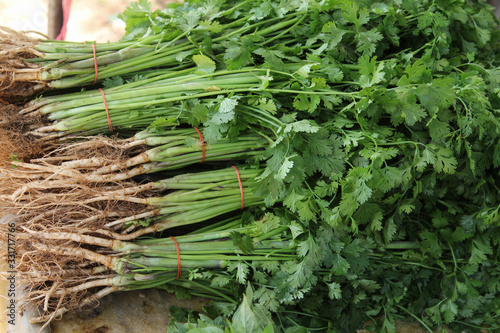 Bunch of fresh coriander leaves ready for sale in the market.