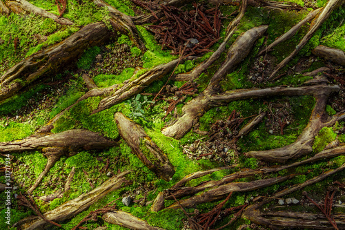 Forest ground. Moss and roots at forest floor.
