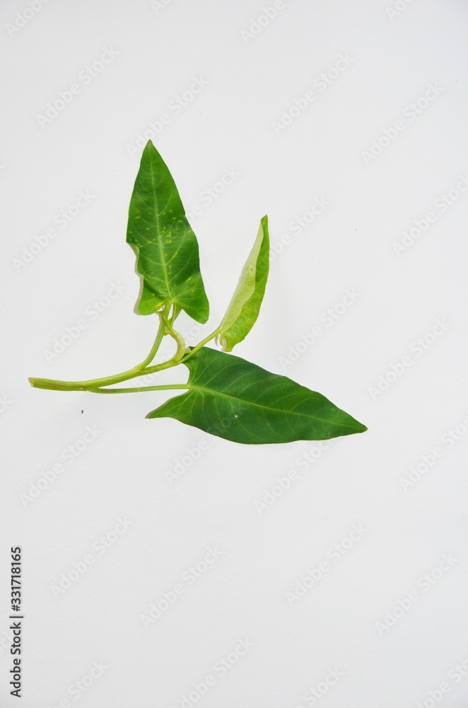 Fototapeta premium green leaves on white background