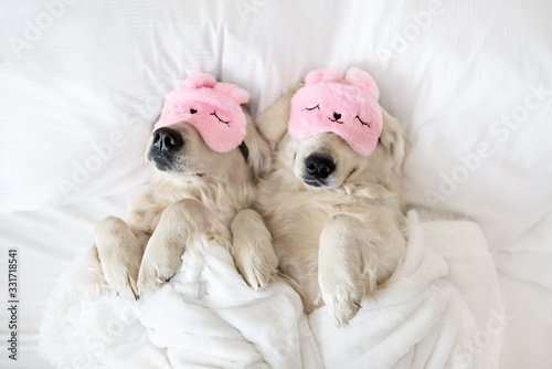 two golden retriever dogs sleeping in pink sleeping mask, top view photo