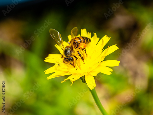 Macro photograph of bee pollinating flower © Murilo