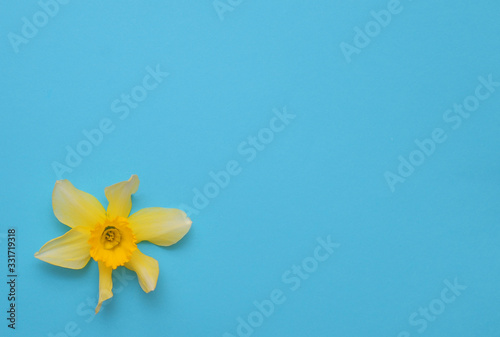  Yellow narcissus on colorful background.