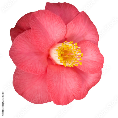 Pink Camellia Japonica (Japanese) flower isolated on white background