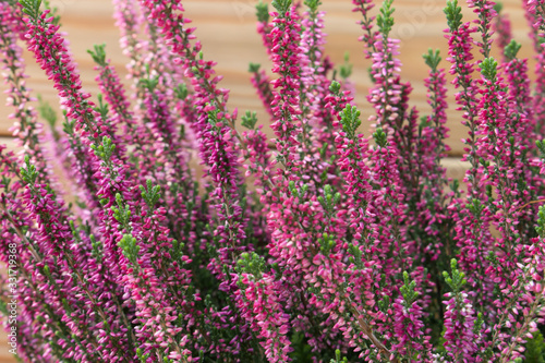 Background of a multicolored flowering heather plant.