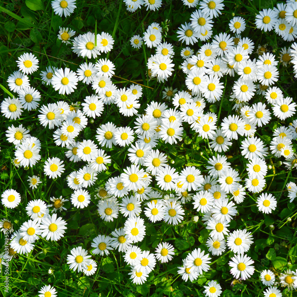 wildflower meadow - field of daisies - summer and spring background - happy birthday greeting card - garden flowers wildflower meadow - field of daisies - summer and spring background - happy birthday greeting card - garden flowers
