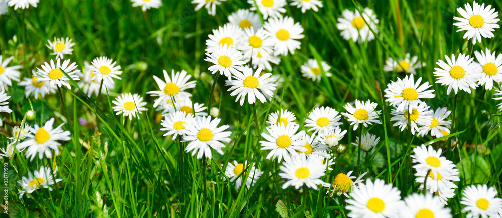 Fototapeta premium field of daisies